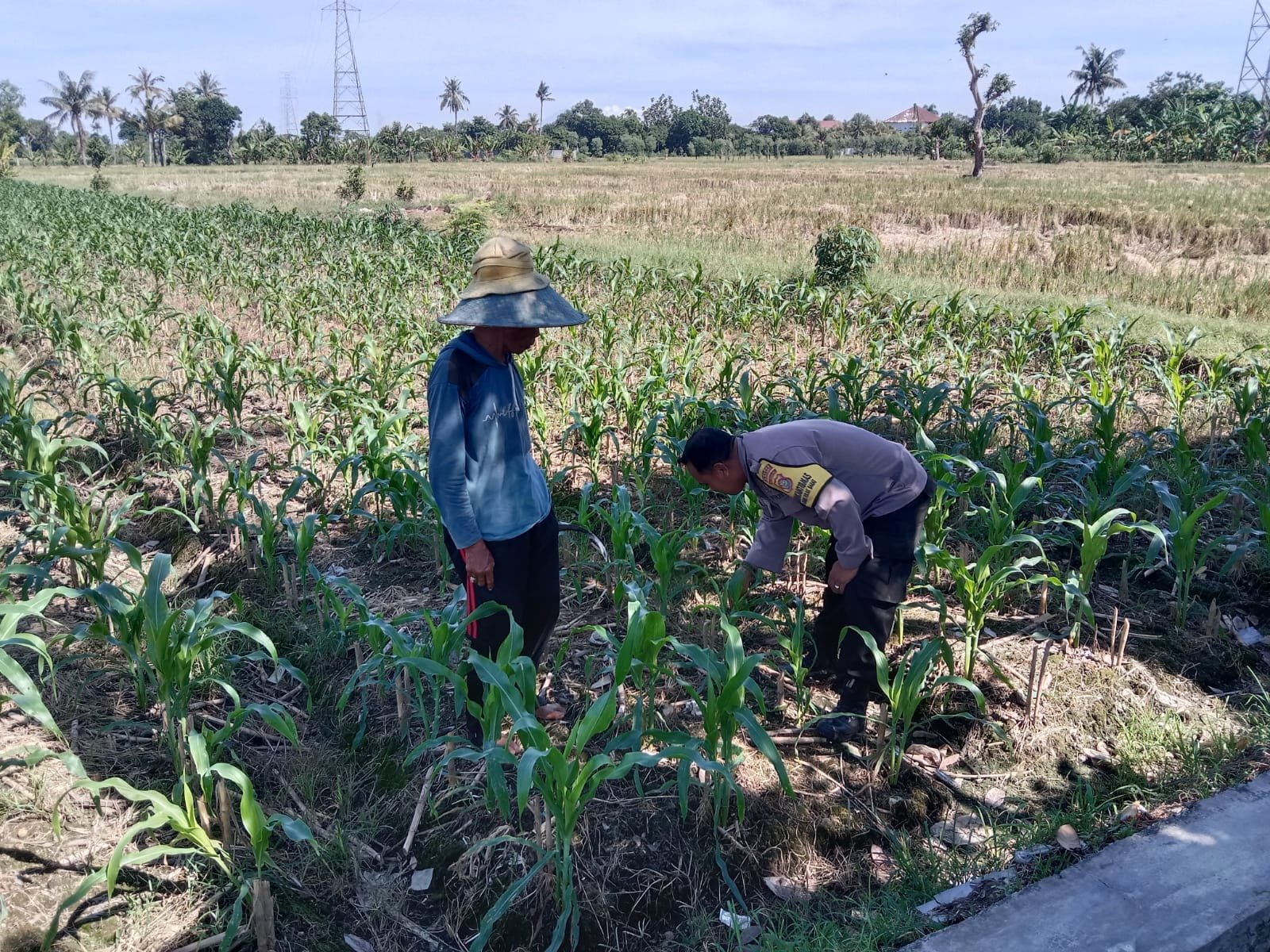 Bhabinkamtibmas Labuapi Dampingi Petani, Gencarkan Program Ketahanan Pangan di Bagik Polak Barat