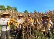 Sinergi Mendukung Ketahanan Pangan Nasional, Polsek Bolo dan Masyarakat Laksanakan Panen Raya Jagung Merah
