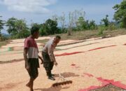 Bhabinkamtibmas Polsek Monta, Bantu Proses Pengeringan Jagung Warga di Desa Binaannya