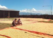 Motifasi Petani Sukseskan Ketahanan Pangan Nasional, Bhabinkamtibmas Polsek Woha Sambangi dan Bantu Proses Pengeringan Jagung