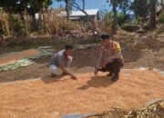 Partisipasi Aktif Sukseskan Program Prioritas Presiden RI, Bhabinkamtibmas Polsek Donggo Bantu Proses Pengeringan Jagung Warga