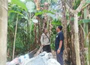 Budidaya Pekarangan Jadi Solusi Pangan dan Ekonomi Warga Dusun Tato Barat