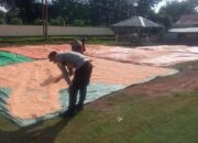 Dukung Penuh Program Ketahanan Pangan Nasional, Bhabinkamtibmas Polsek Parado Bantu Proses Pengeringan Jagung Warga