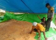 Bhabinkamtibmas Polsek Soromandi Bantu Kegiatan Petani di Desa Binaan Sukseskan Swasembada Pangan Nasional