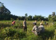 Ketahanan Pangan Desa Jagaraga: Sinergi Petani dan Bhabinkamtibmas