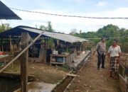 Aipda Sudarman Giatkan Diversifikasi Pangan di Lombok Barat