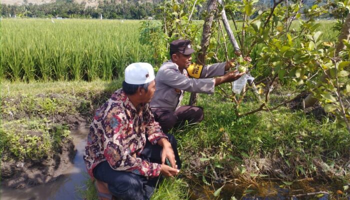 Bhabinkamtibmas Gerung Dorong Produktivitas Jambu Kristal