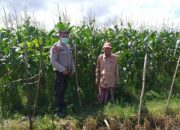 Bhabinkamtibmas Sosialisasi Pemanfaatan Lahan Kosong untuk Pangan