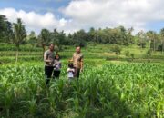 Polsek Lembar Monitoring Pertanian di Dusun Guli, Mareje