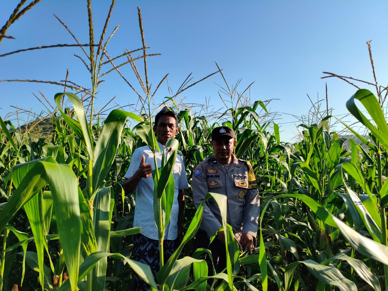 Bhabinkamtibmas Mareje Timur Dampingi Petani Jagung Tingkatkan Hasil Panen
