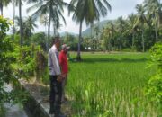 Komitmen Polsek Sekotong Dukung Ketahanan Pangan di Dusun Berambang