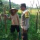 Bhabinkamtibmas Taman Ayu Galakkan Ketahanan Pangan Keluarga