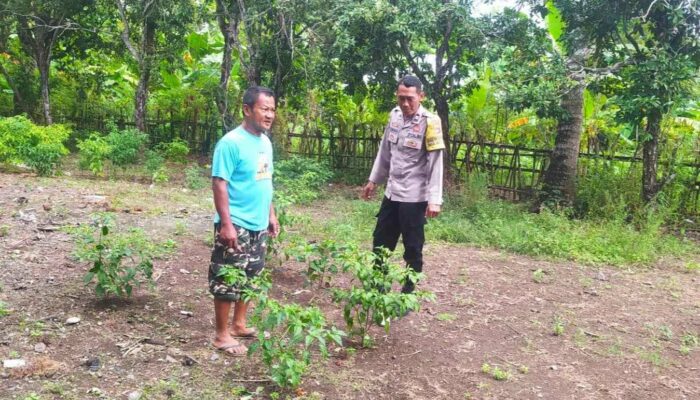 Dukung Ketahanan Pangan, Polisi Edukasi Warga Sekotong Tanam Cabai
