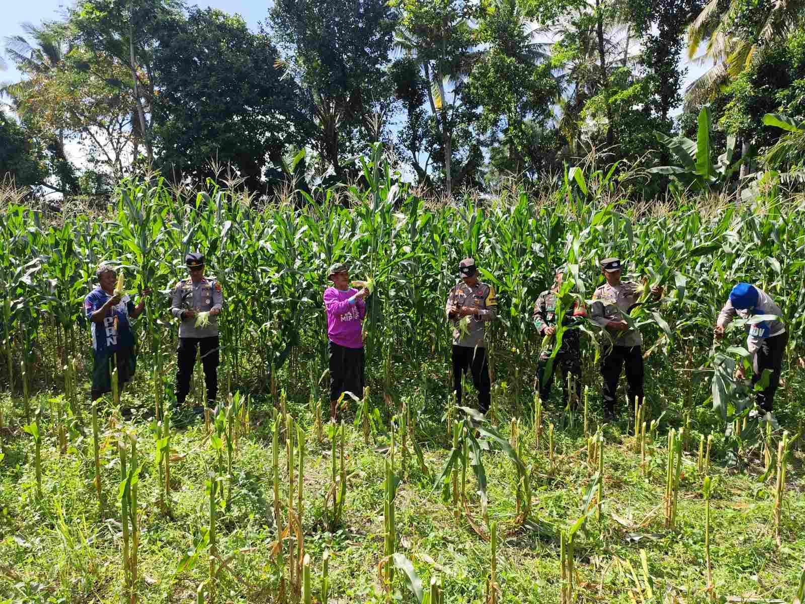 Dukung Ketahanan Pangan, Polri Hadir dalam Panen Raya Jagung NTB