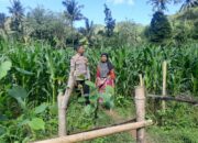 Peran Bhabinkamtibmas Desa Sekotong Timur dalam Program Pangan Nasional