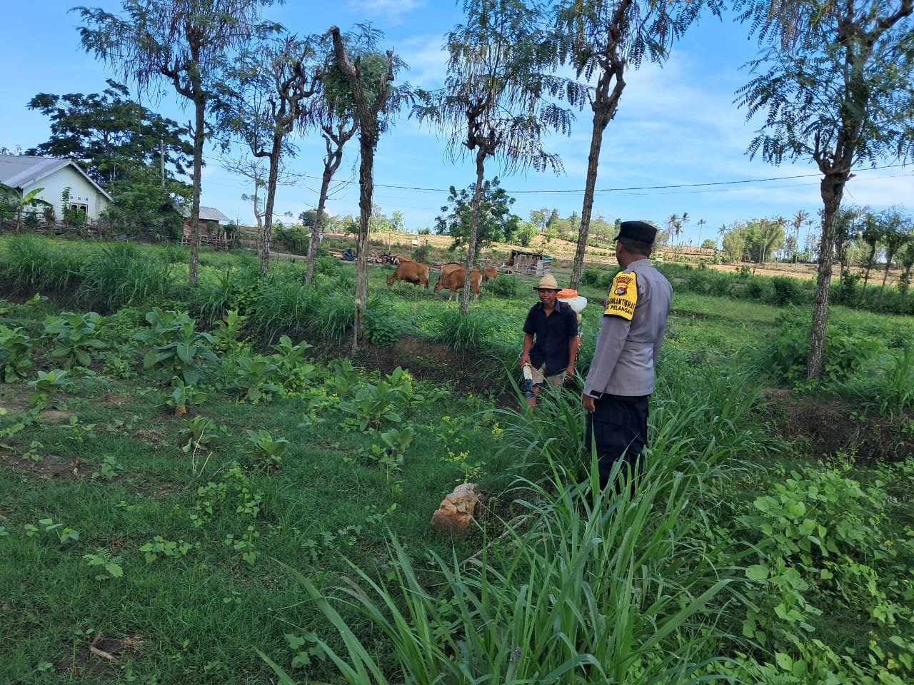 Polri Dorong Pertanian Produktif di Desa Pelangan, Sekotong