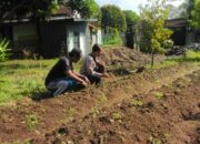 Polda NTB Dorong Warga Tanam Sayur di Pekarangan Rumah