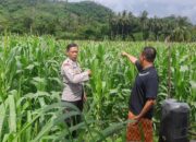 Polri Hadir di Ladang Jagung Sekotong, Dorong Stabilitas Pangan