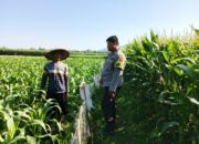 Polri dan Petani Bersinergi Wujudkan Ketahanan Pangan di Lembar, Lombok Barat