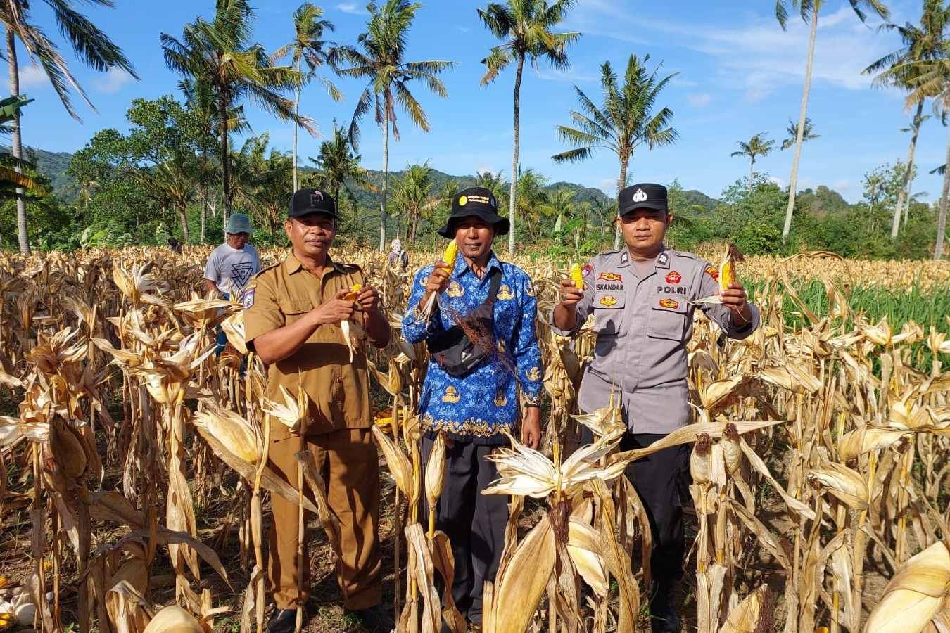 Polsek Gerung Aktif Dukung Rantai Pasok Pertanian