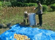 Silaturahmi Humanis Bhabinkamtibmas di Sekotong Saat Panen Jagung Warga