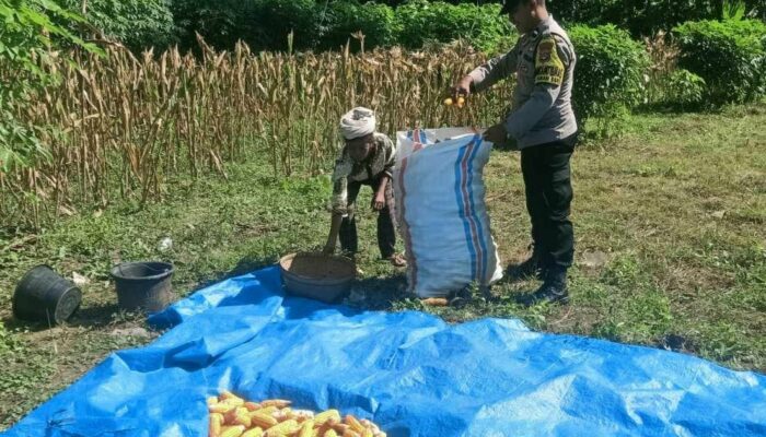 Silaturahmi Humanis Bhabinkamtibmas di Sekotong Saat Panen Jagung Warga