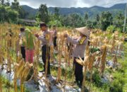 Jagung Bisi 18 Panen Raya, Tanda Ketahanan Pangan Meningkat