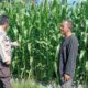 Polsek Lembar Dampingi Petani Jagung di Gunung Gundil