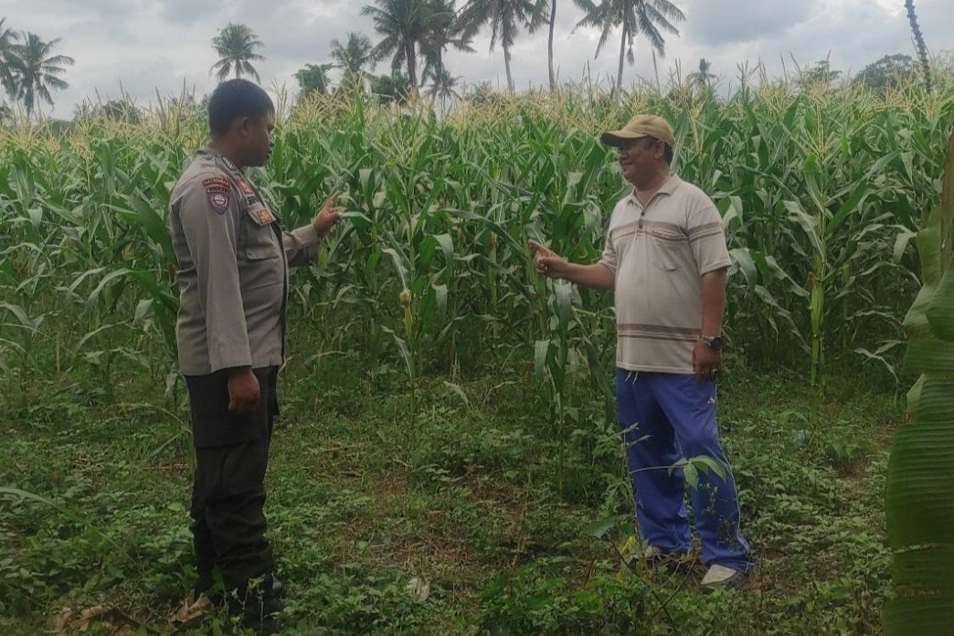 Pemanfaatan Pekarangan dan Jagung Siap Panen, Banyumulek Jadi Contoh Ketahanan Pangan NTB