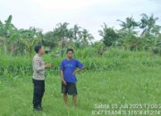 Bhabinkamtibmas Aktif di Ladang: Ketahanan Pangan Dimulai dari Desa