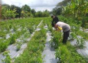 Bhabinkamtibmas Desa Jagaraga Konsisten Dukung Program Pangan Nasional di Tingkat Desa