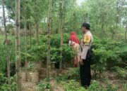 Polres Lombok Barat Dukung Pertanian Cabai di Kediri, NTB