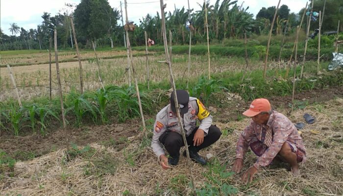 Wujud Nyata Ketahanan Pangan: Polisi Bantu Warga Jagaraga Tanam Sayur di Pekarangan