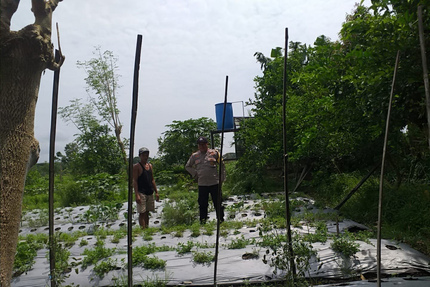 Ketahanan Pangan Dimulai dari Rumah, Inisiatif Bhabinkamtibmas di Desa Jagaraga