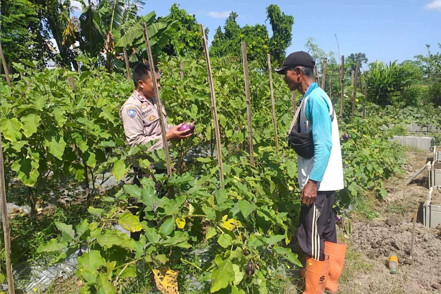 Ketahanan Pangan Diperkuat, Bhabinkamtibmas Gandeng Petani Jagaraga
