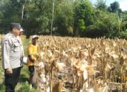 Ketahanan Pangan Terjaga, Polri Kawal Panen Jagung di Lombok Barat