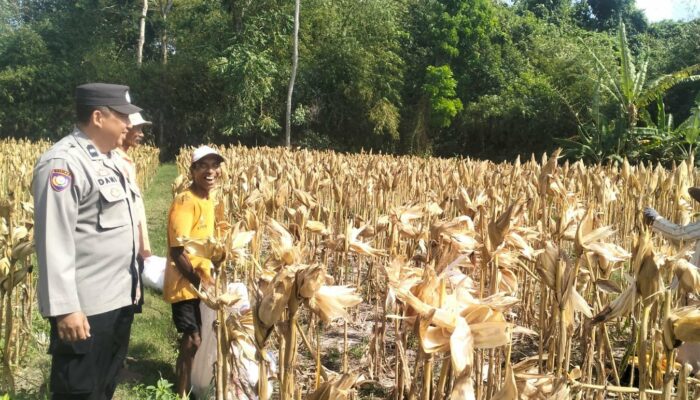 Ketahanan Pangan Terjaga, Polri Kawal Panen Jagung di Lombok Barat