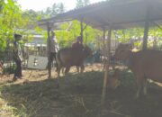 Bhabinkamtibmas Batu Putih Bina Warga Kembangkan Sapi Ternak