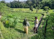 Ketahanan Pangan Berbasis Warga: Inisiatif Bhabinkamtibmas di Kediri, NTB