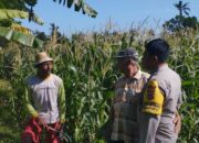 Jagung Jadi Andalan Banyumulek untuk Stabilkan Pangan Lokal