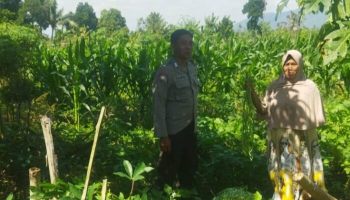 Pendekatan Humanis Polri di Sawah Karang Kuripan: Wujudkan Pangan Aman