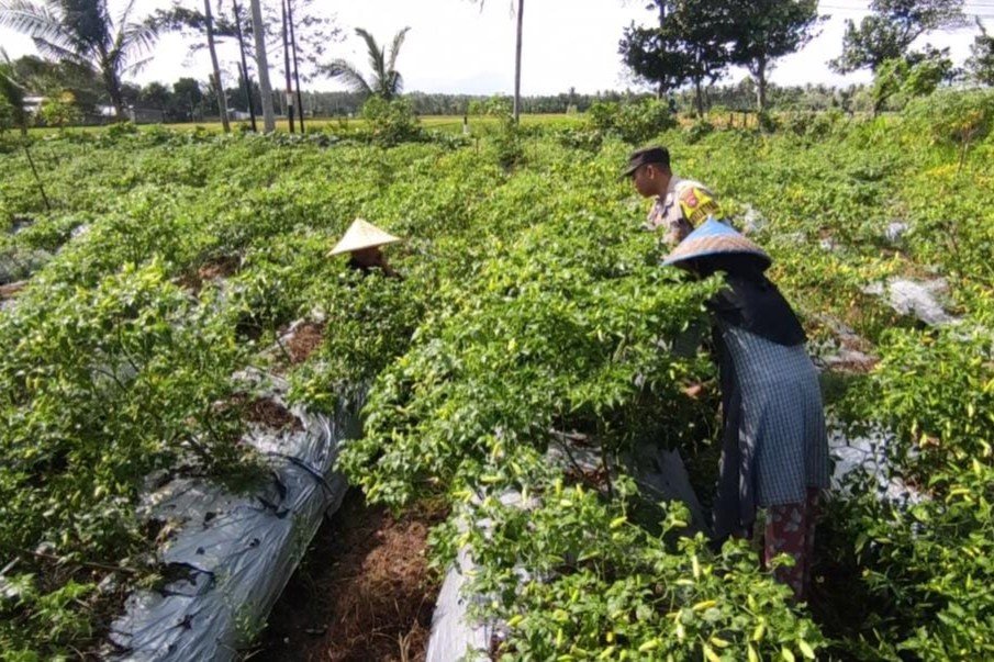 Bhabinkamtibmas Kuripan Utara Dampingi Petani Panen Cabai, Dukung Ketahanan Pangan