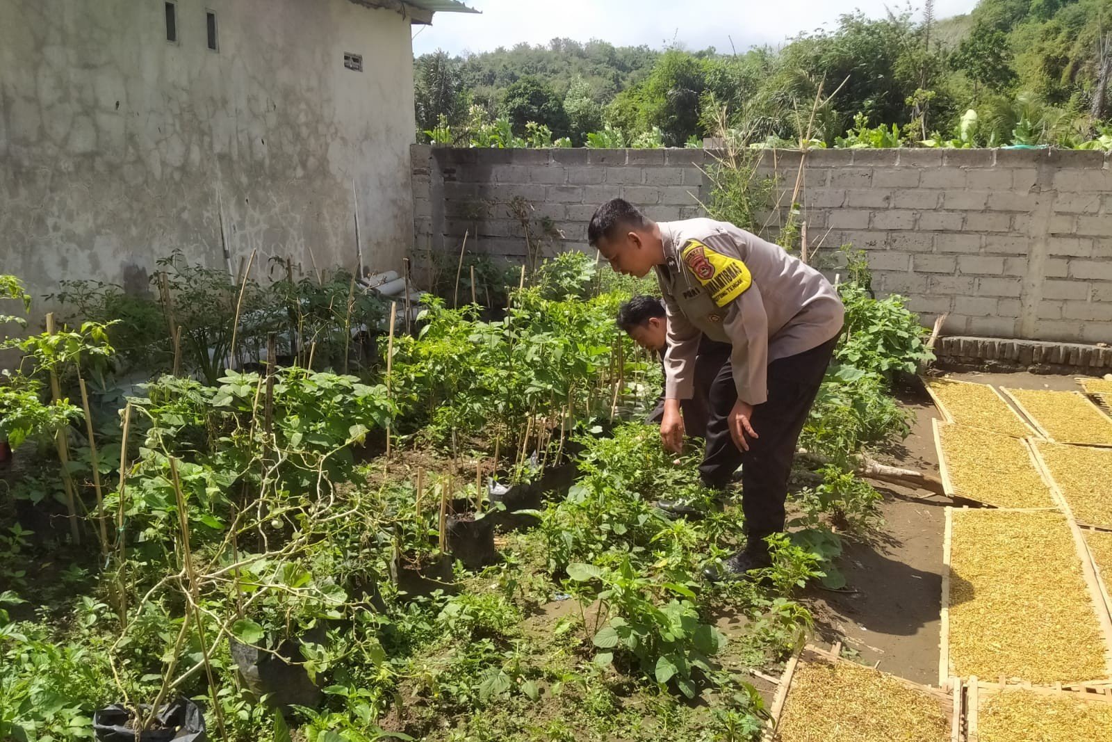 Inisiatif Humanis Polri di Sekotong Tengah, Edukasi Pangan dari Pekarangan Rumah