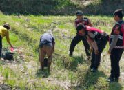 Wujud Kepedulian Polri: Sat Samapta Kawal Proses Tanam Jagung di Kuripan