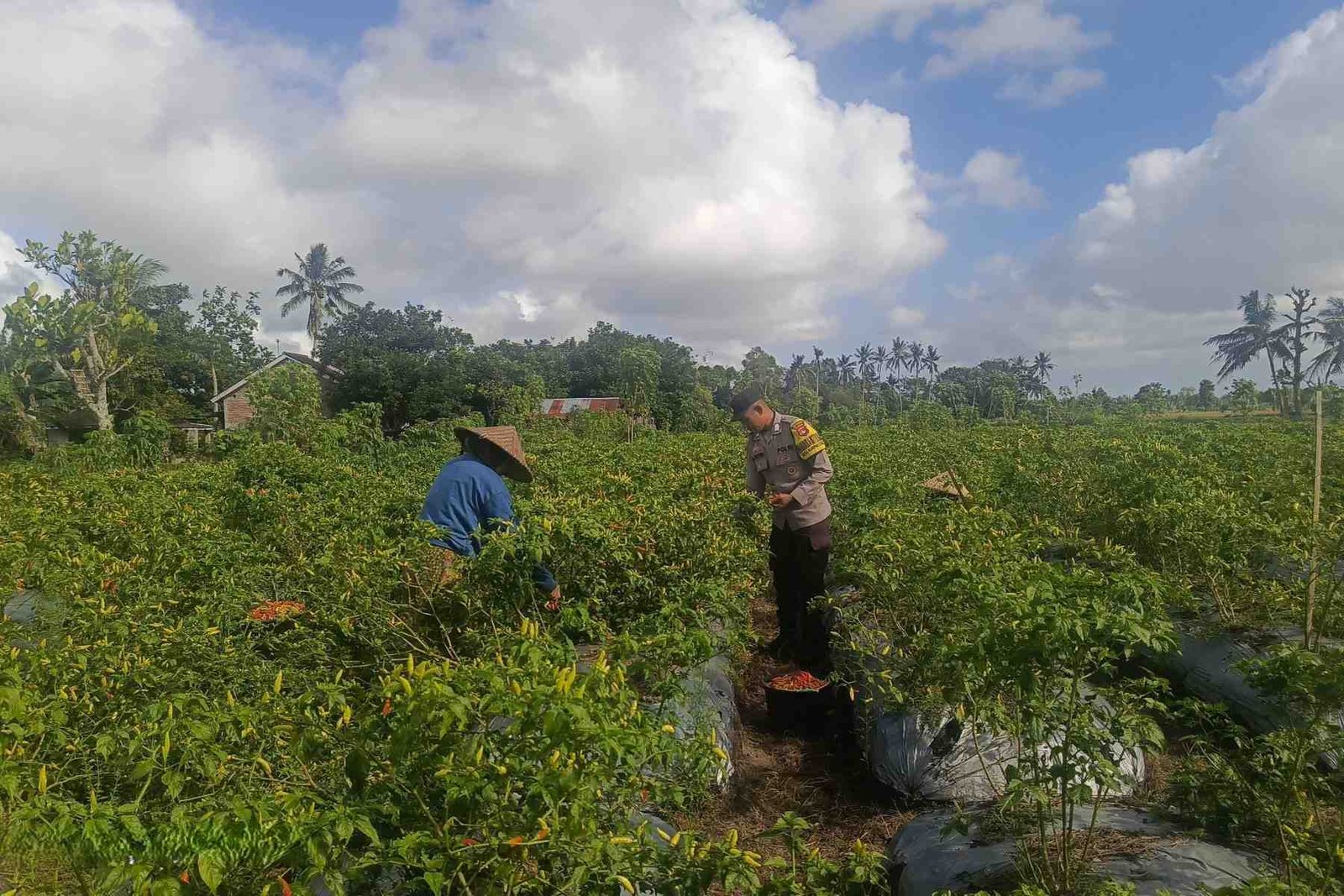 Polri Dampingi Petani Panen Cabai di Kuripan Utara, Dukung Ketahanan Pangan Lokal