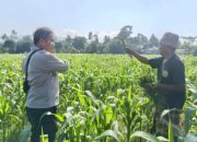 Polsek Batulayar Wujudkan Kamtibmas dan Kesejahteraan Lewat Swasembada Pangan