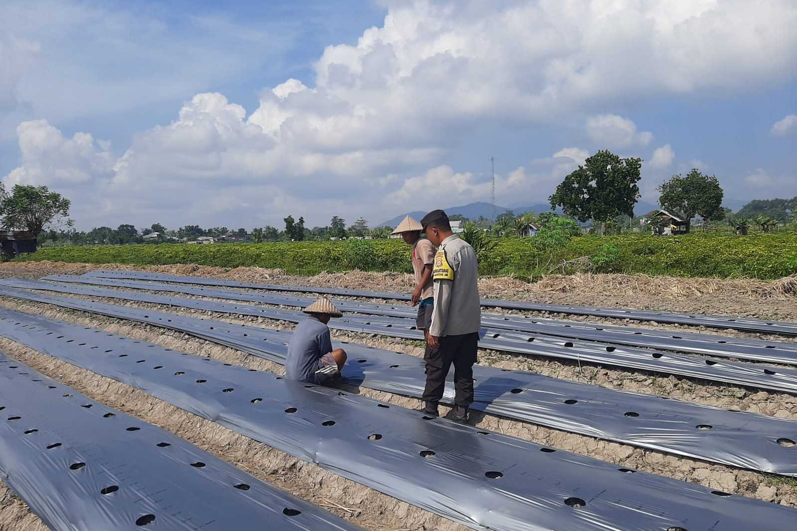 Polsek Kediri Dorong Warga Montong Are Tanam Cabai untuk Ketahanan Pangan