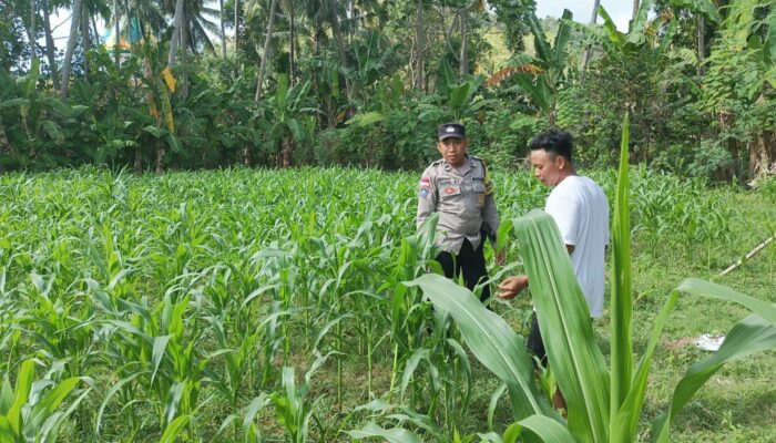 Polri di Tengah Petani Jagung: DDS Bangun Ketahanan Pangan Sekotong