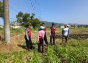 Polri Hadir Bantu Petani Jagung Wujudkan Swasembada di Lombok Barat