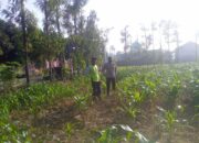 Kolaborasi Polisi dan Petani di Jagaraga untuk Wujudkan Lumbung Pangan Lokal